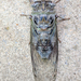 Northern Dusk-singing Cicada - Photo (c) smoorman, some rights reserved (CC BY-NC-ND), uploaded by smoorman