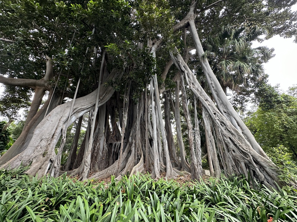 El Gran Ficus