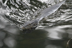Varanus salvator macromaculatus