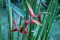 Heliconia × rauliniana