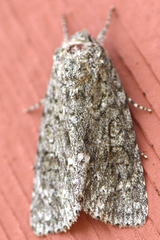 Acronicta impleta
