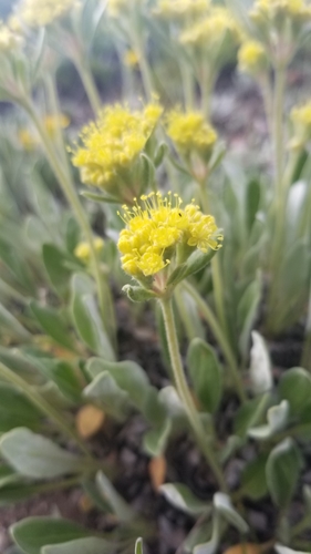 alpine golden buckwheat