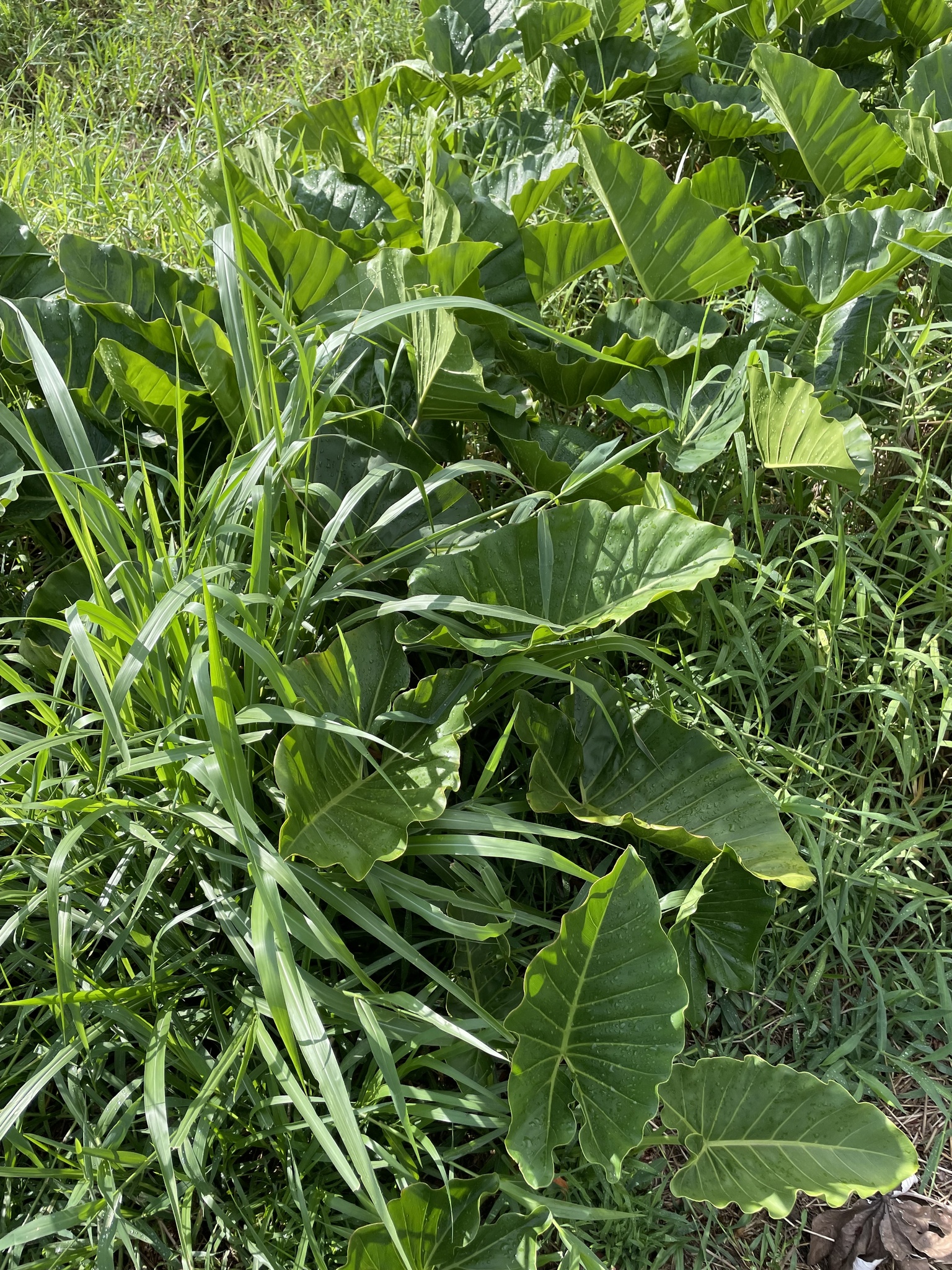 Imagem de Guanandi