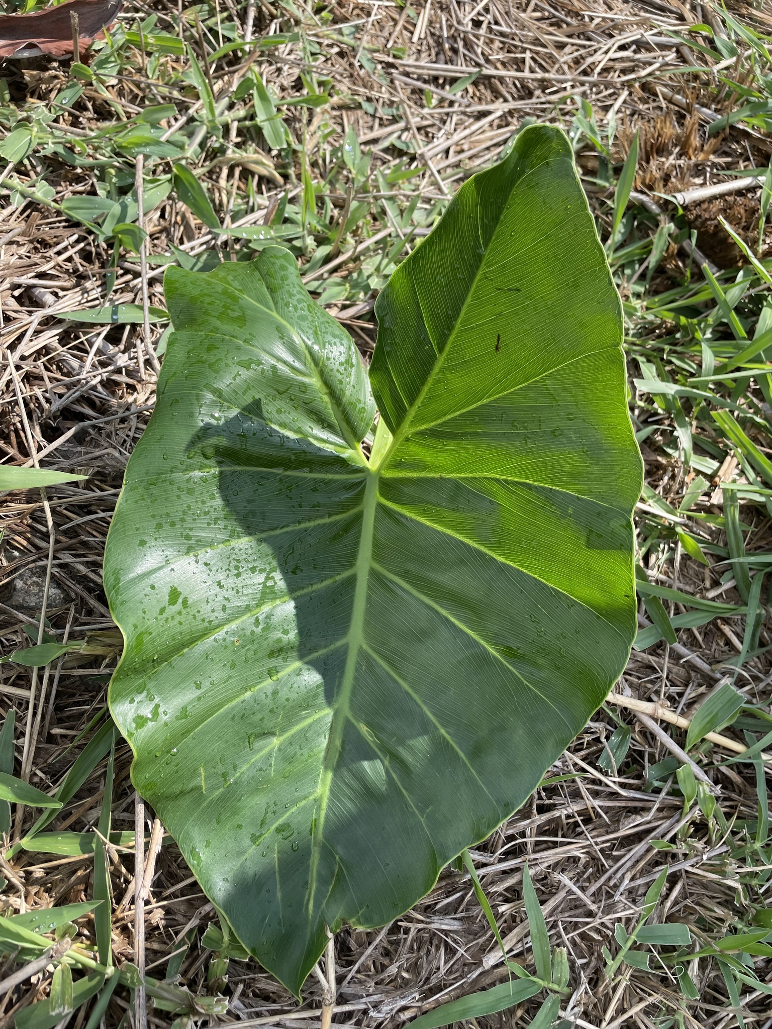 Imagem de Guanandi