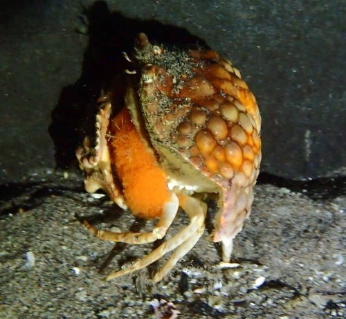 Calappa capellonis