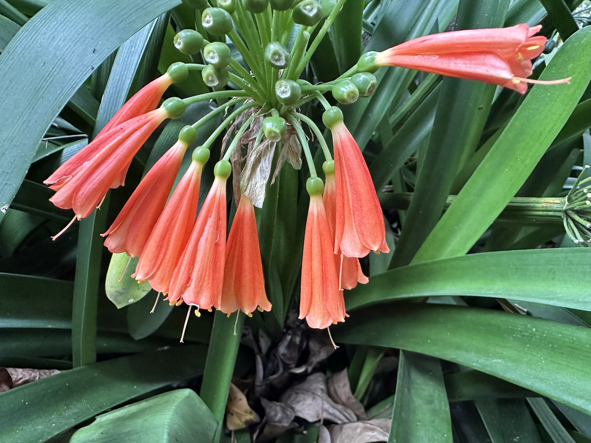 Clivia (Clivia ×)