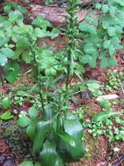Dactylorhiza viridis virescens