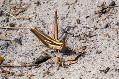 Mermiria intertexta