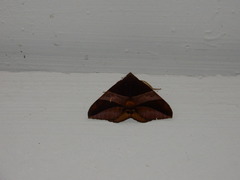 Bastilla fulvotaenia