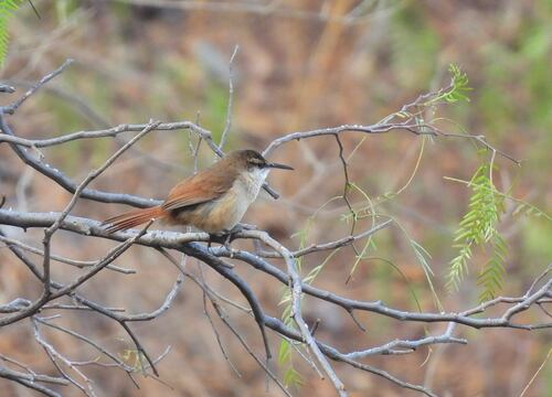 Bolivian Earthcreeper (Tarphonomus harterti), photo 4