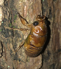 Graptopsaltria nigrofuscata