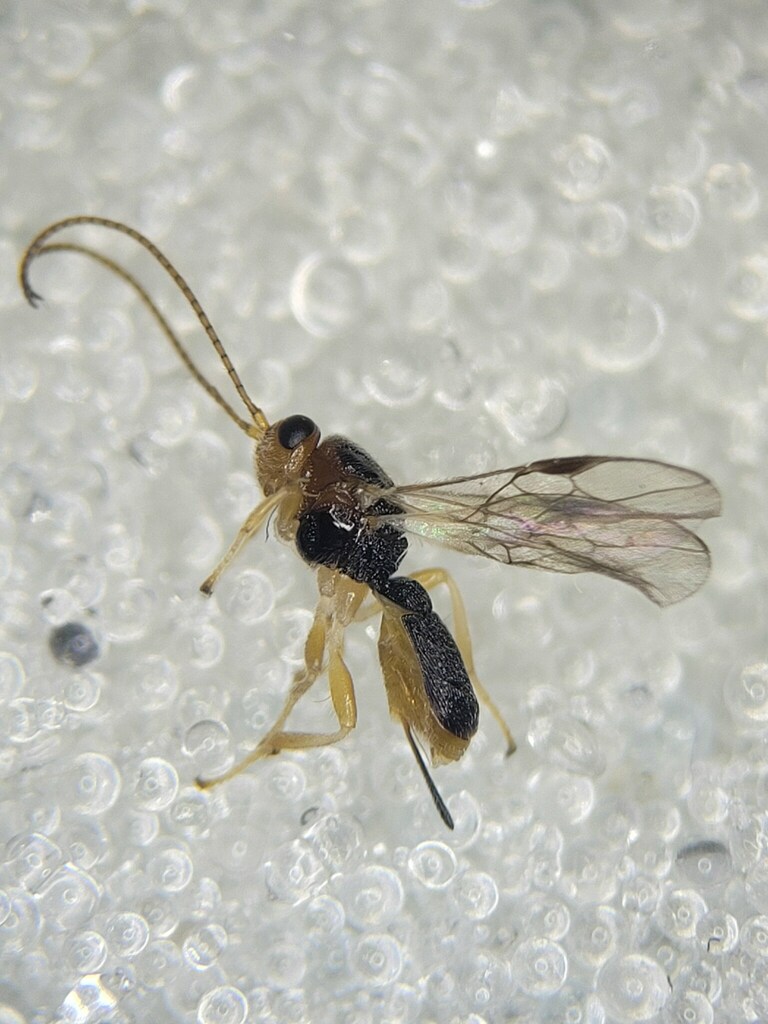 Bitomoides