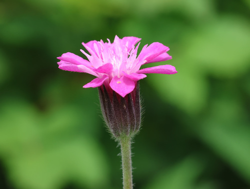 Knautia orientalis, photograph 1