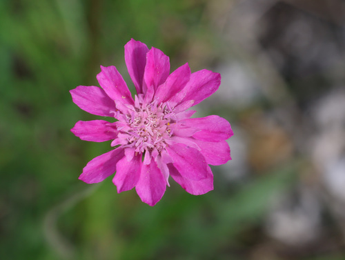 Knautia orientalis, photograph 2