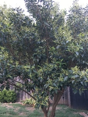 Ligustrum lucidum