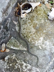 Thamnophis cyrtopsis ocellatus
