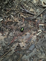 Geotrupes splendidus