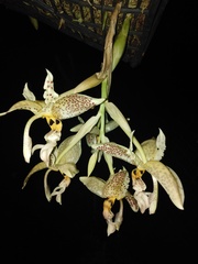 Stanhopea oculata