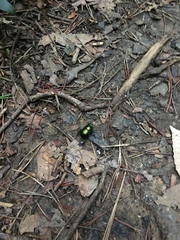 Geotrupes splendidus