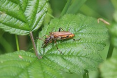 Stenocorus meridianus