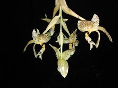 Stanhopea oculata