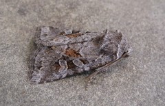 Lacinipolia lustralis