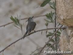 Leptasthenura aegithaloides