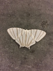 Urapteroides astheniata