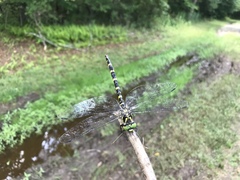 Cordulegaster erronea