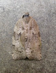 Choristoneura conflictana