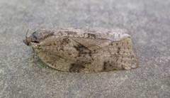 Choristoneura conflictana