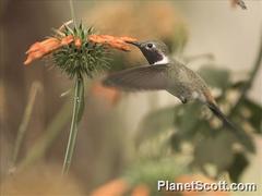 Rhodopis vesper