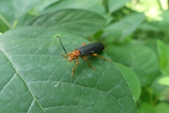 Neopyrochroa flabellata