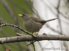 Xenospingus concolor