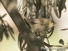 Xenospingus concolor