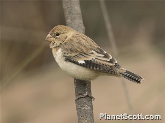 Chestnut-Throated Seedeater