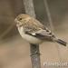 Chestnut-throated Seedeater - Photo (c) Scott Bowers, some rights reserved (CC BY-NC), uploaded by Scott Bowers