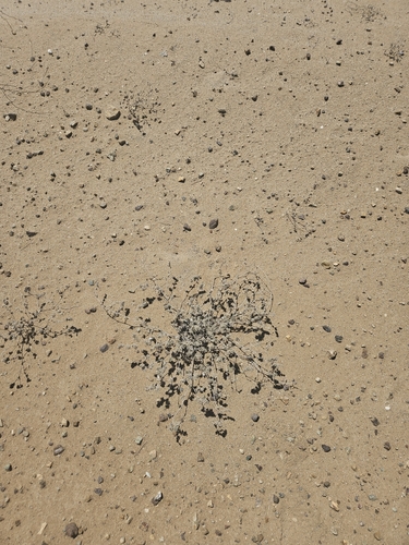 Tiquilia litoralis (Tiquilia litoralis)