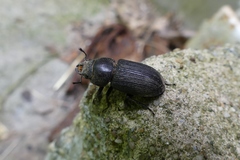 Dorcus parallelus