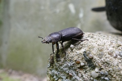 Dorcus parallelus