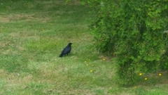 Corvus corone