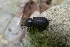 Dorcus parallelus