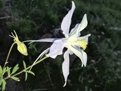 Aquilegia coerulea