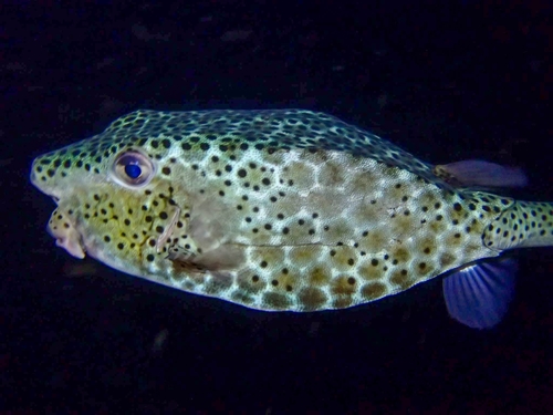 Ostracion rhinorhynchos