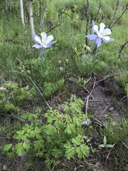 Aquilegia coerulea