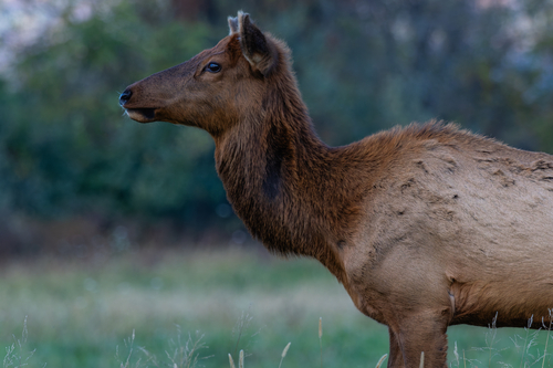 Elk photographed in Tennessee