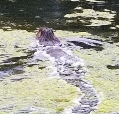 American Beaver photographed in Oregon