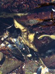 Halichondria panicea