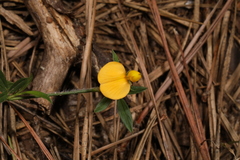 Stylosanthes biflora