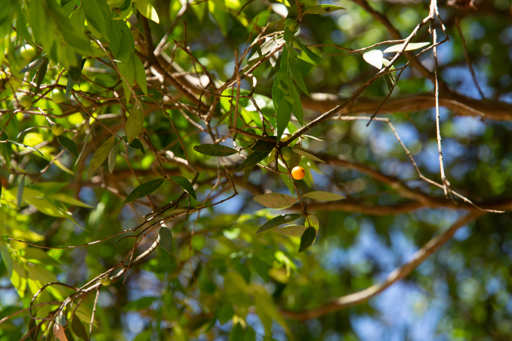 Myrciaria cuspidata
